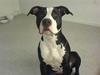 Amerikansk staffordshire terrier Chili R.I.P [ Himmelhund]