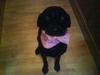 Labrador retriever Zindy