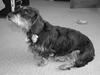 Gravhund Thilde
