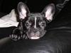 Fransk bulldog Buffy Fransk bulldog Buffy