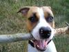 Amerikansk staffordshire terrier zoe