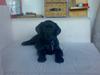 Labrador retriever Tyson