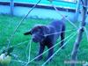 Labrador retriever Ice man (Ludvig)