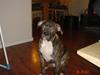 Amerikansk bulldog Topp's Magic Igor RIP