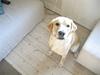 Labrador retriever Charlie