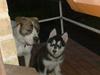 Alaskan malamute spike