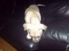 Amerikansk staffordshire terrier Charlie
