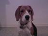 Beagle Mischa