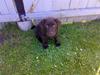 Labrador retriever Kenzo