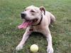 Amerikansk staffordshire terrier Smækker lækker Shanti *