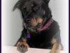 Rottweiler Sharki (død) [ Himmelhund]