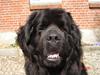 Newfoundlænder Tasso <3 R.I.P bedste! [ Himmelhund]