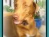 Blanding af racer Græsk gadehund Zari