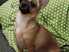 Chihuahua Phoebe
