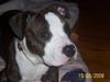 Amerikansk staffordshire terrier Düchezz