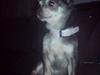 Chihuahua Amàlka