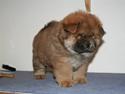 Chow chow Tessie