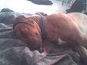Rhodesian ridgeback Rinaldo