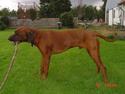 Rhodesian ridgeback (Bhara-Bhara) Zacho