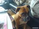 Boxer Susi<3