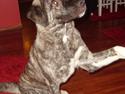 Kangal Efe