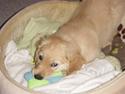 Golden retriever Skipper **DØD**