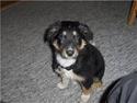Border collie Monty