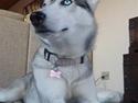 Siberian husky Shellie