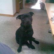 Staffordshire bull terrier Charlie