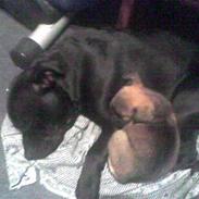 Staffordshire bull terrier Charlie