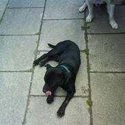 Staffordshire bull terrier Charlie