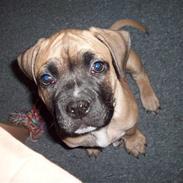 Blanding af racer ***kenzo*** 