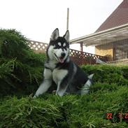 Siberian husky GRAY Mystery