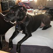 Blanding af racer Eiko