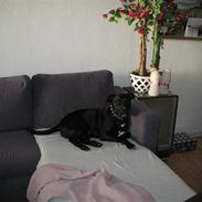 Blanding af racer Eiko