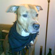 Amerikansk staffordshire terrier Vega