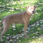 Amerikansk staffordshire terrier Vega