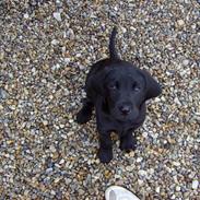Labrador retriever Benji