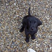 Labrador retriever Benji