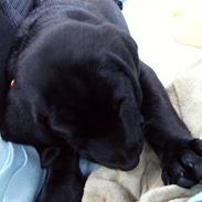 Labrador retriever Benji