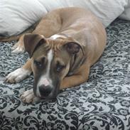 Amerikansk staffordshire terrier Berthram <3 RIP 