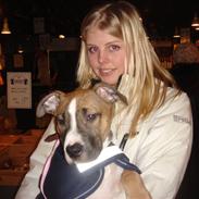 Amerikansk staffordshire terrier Berthram <3 RIP 