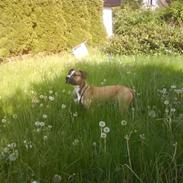 Amerikansk staffordshire terrier Berthram <3 RIP 