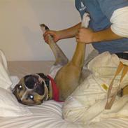 Amerikansk staffordshire terrier Berthram <3 RIP 