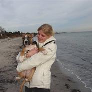 Amerikansk staffordshire terrier Berthram <3 RIP 