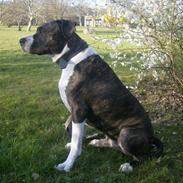 Amerikansk staffordshire terrier Samson R.I.P 18/8-09