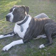 Amerikansk staffordshire terrier Samson R.I.P 18/8-09