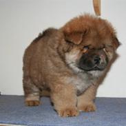 Chow chow Tessie