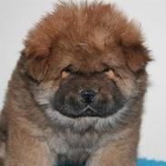 Chow chow Tessie