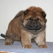 Chow chow Tessie